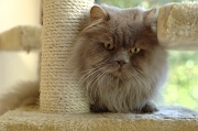 BRITISH LONGHAIR 007